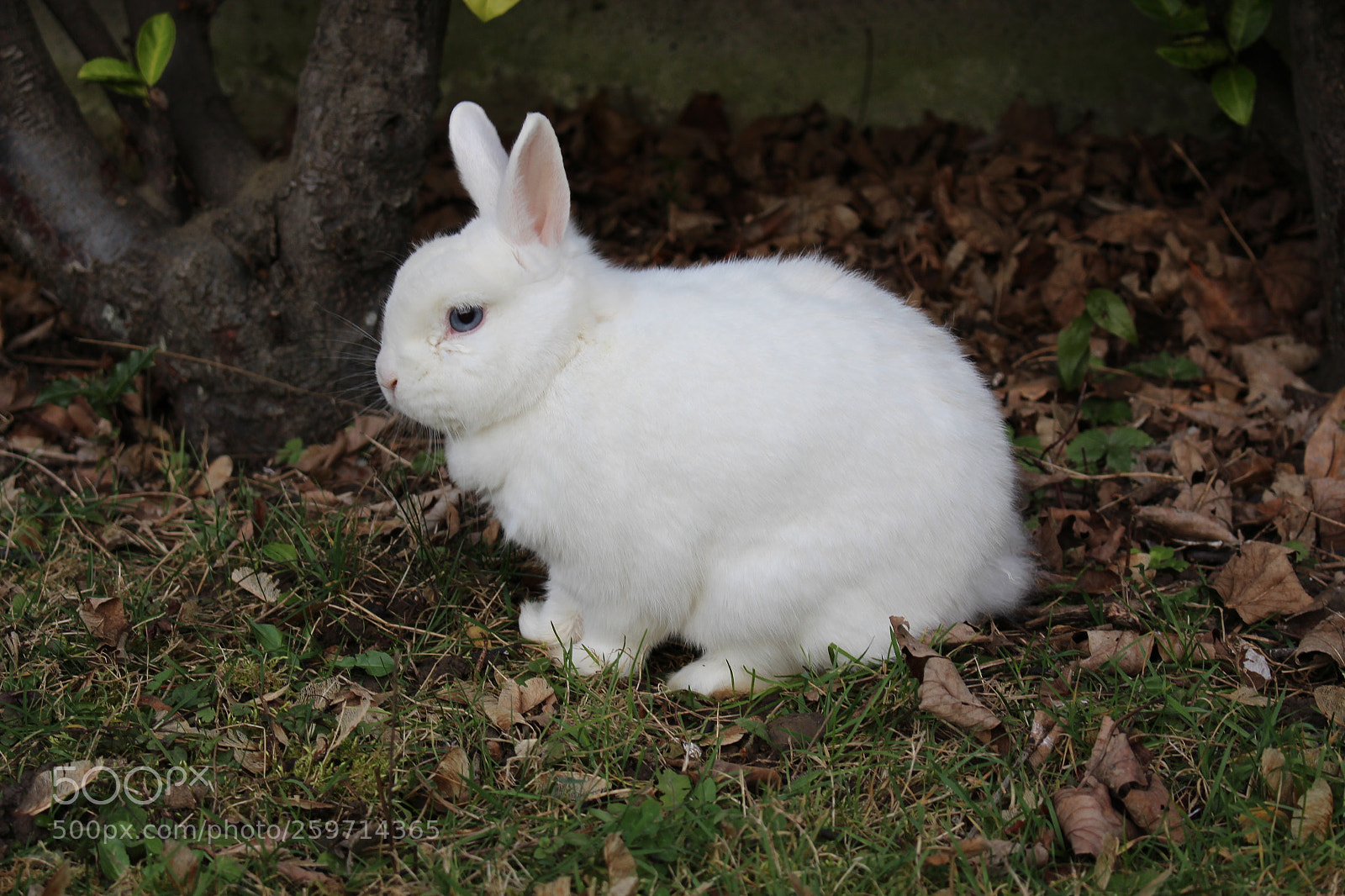 Canon EOS 700D (EOS Rebel T5i / EOS Kiss X7i) sample photo. Un doux nuage photography