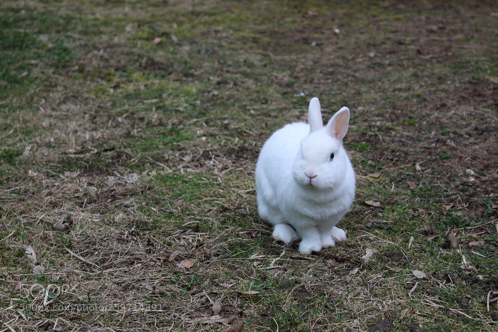 Canon EOS 700D (EOS Rebel T5i / EOS Kiss X7i) sample photo. Un doux nuage photography