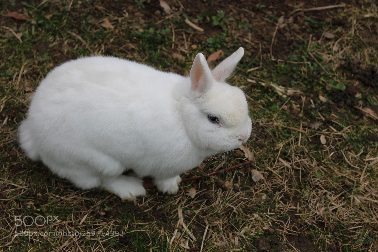 Canon EOS 700D (EOS Rebel T5i / EOS Kiss X7i) sample photo. Un doux nuage photography