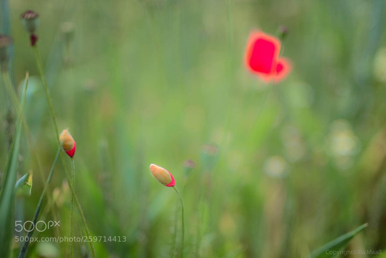 Nikon D800 sample photo. Mohn photography