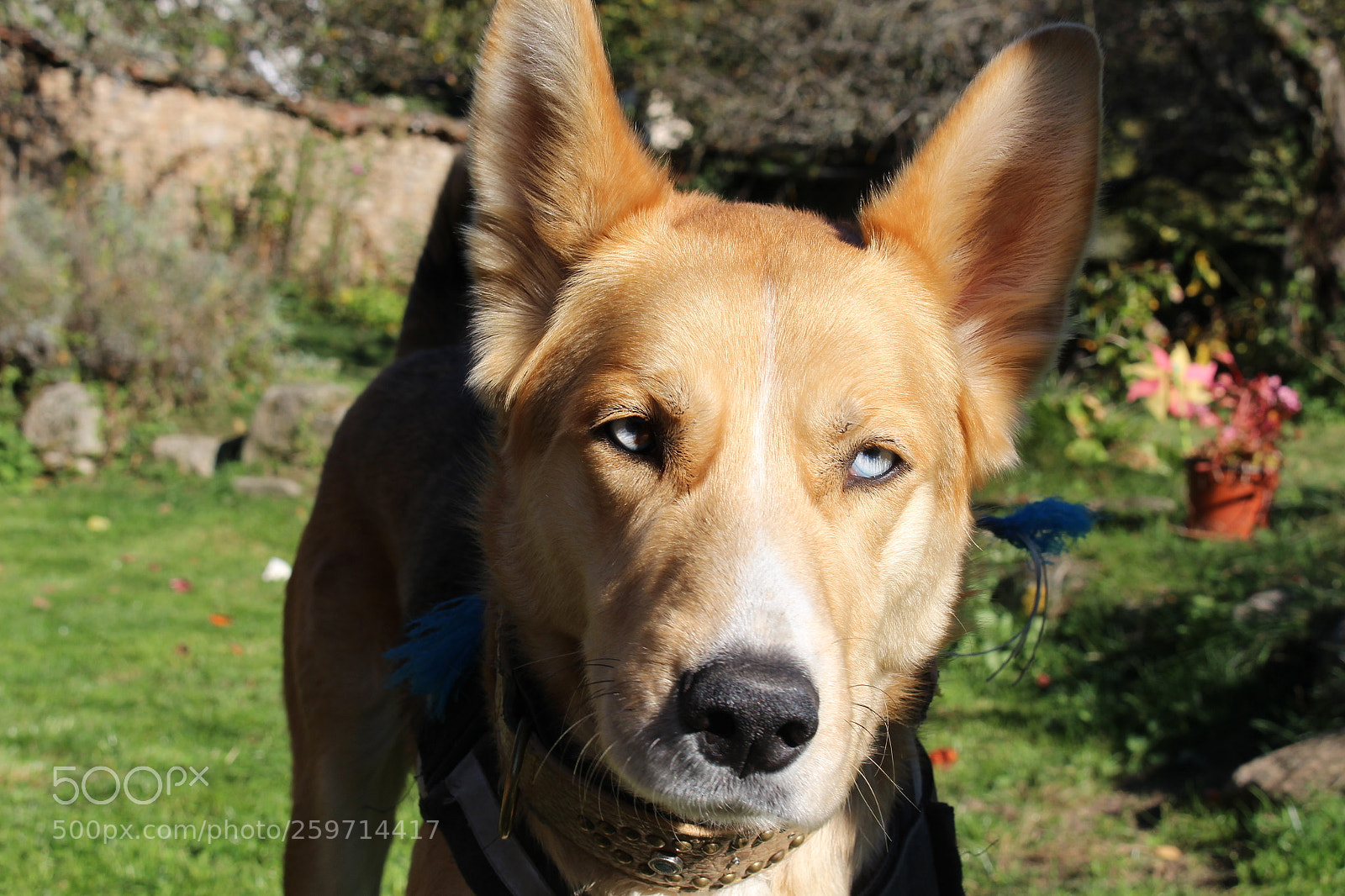 Canon EOS 700D (EOS Rebel T5i / EOS Kiss X7i) sample photo. Tom patate tournage photography