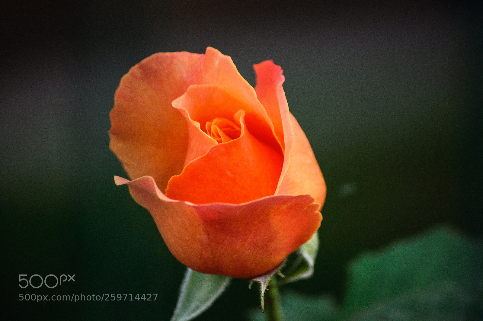 Nikon D90 sample photo. Rose photography