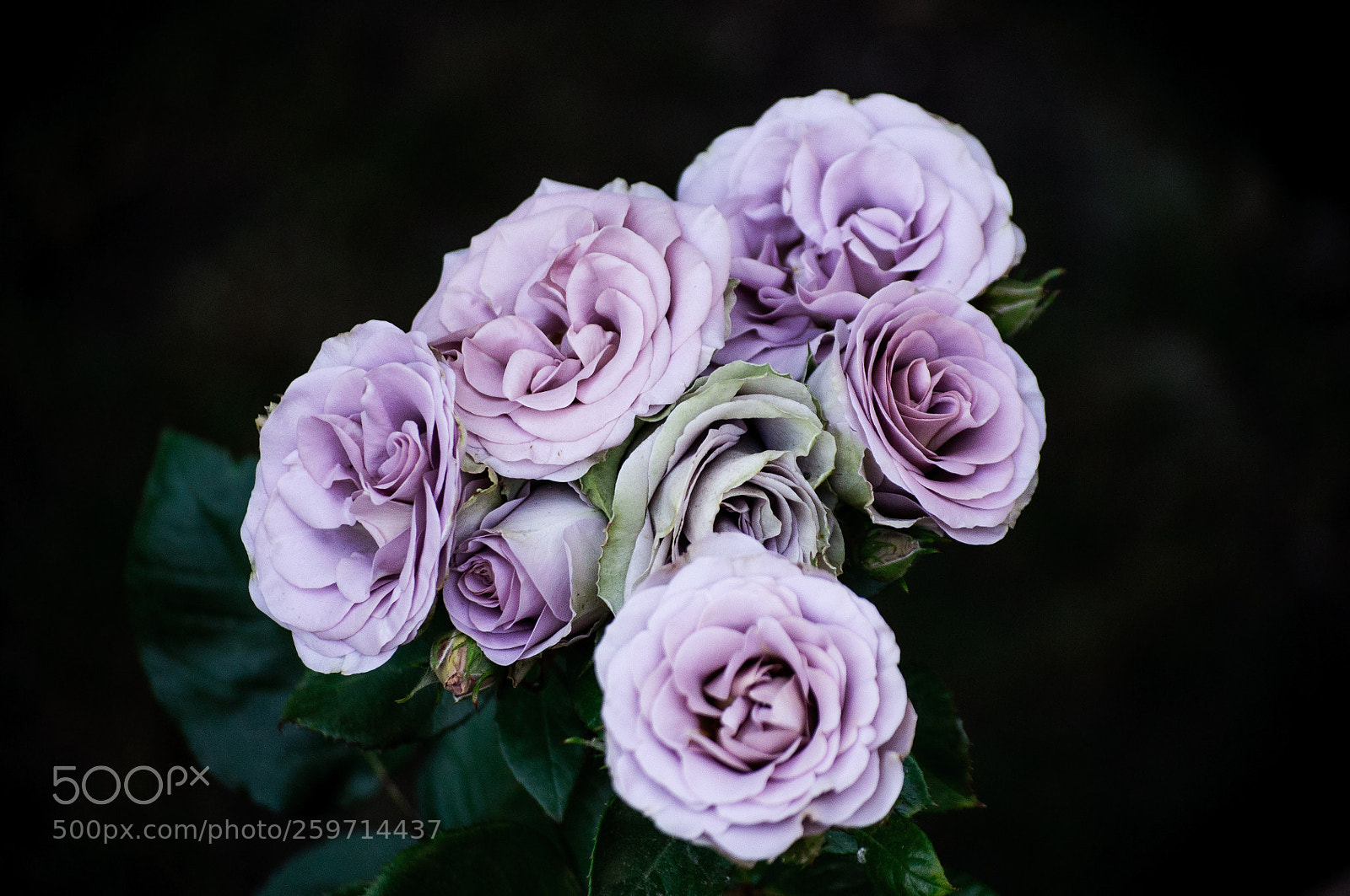 Nikon D90 sample photo. Untitled photography