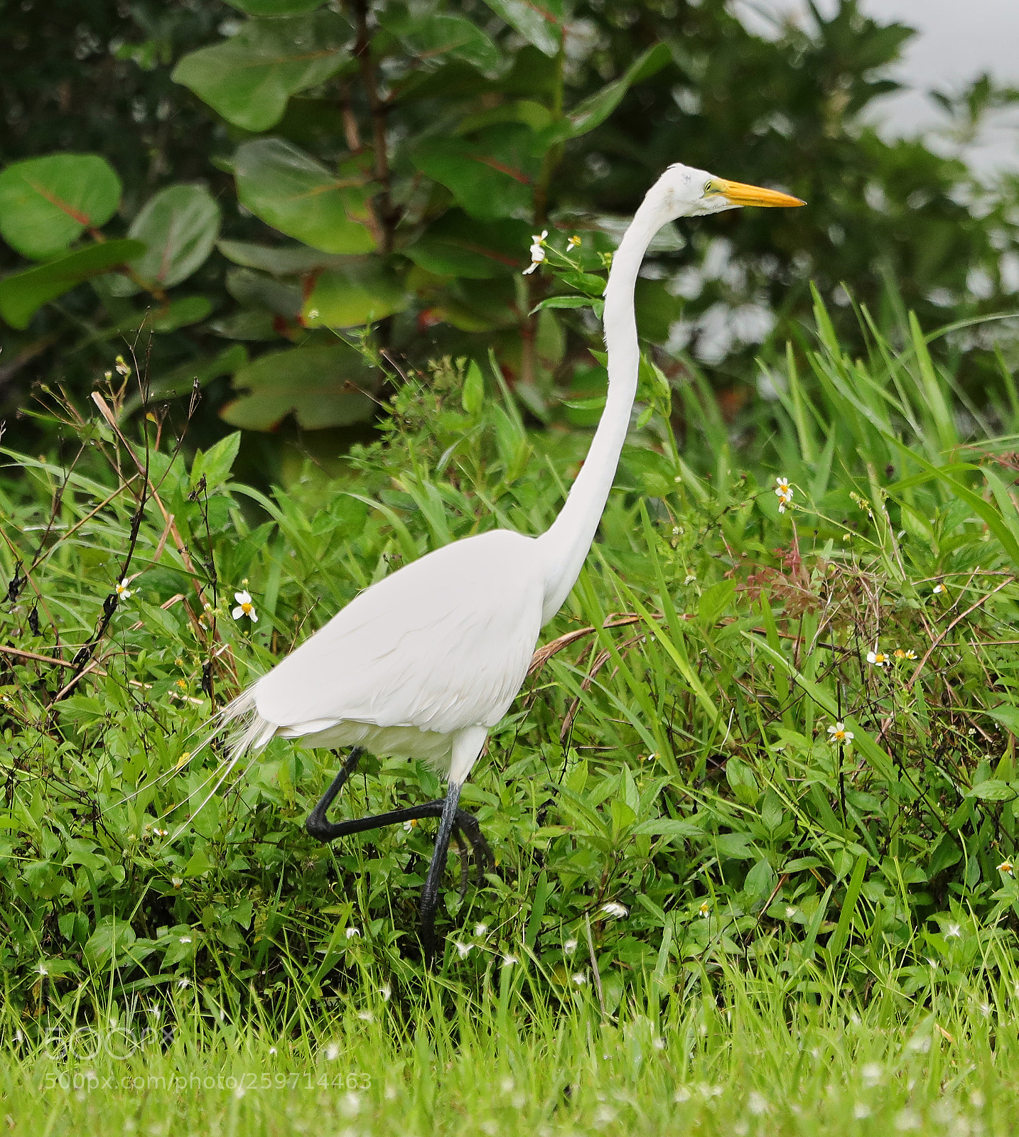 Canon EOS-1D X Mark II sample photo. 05-27-18-0020019.jpg photography