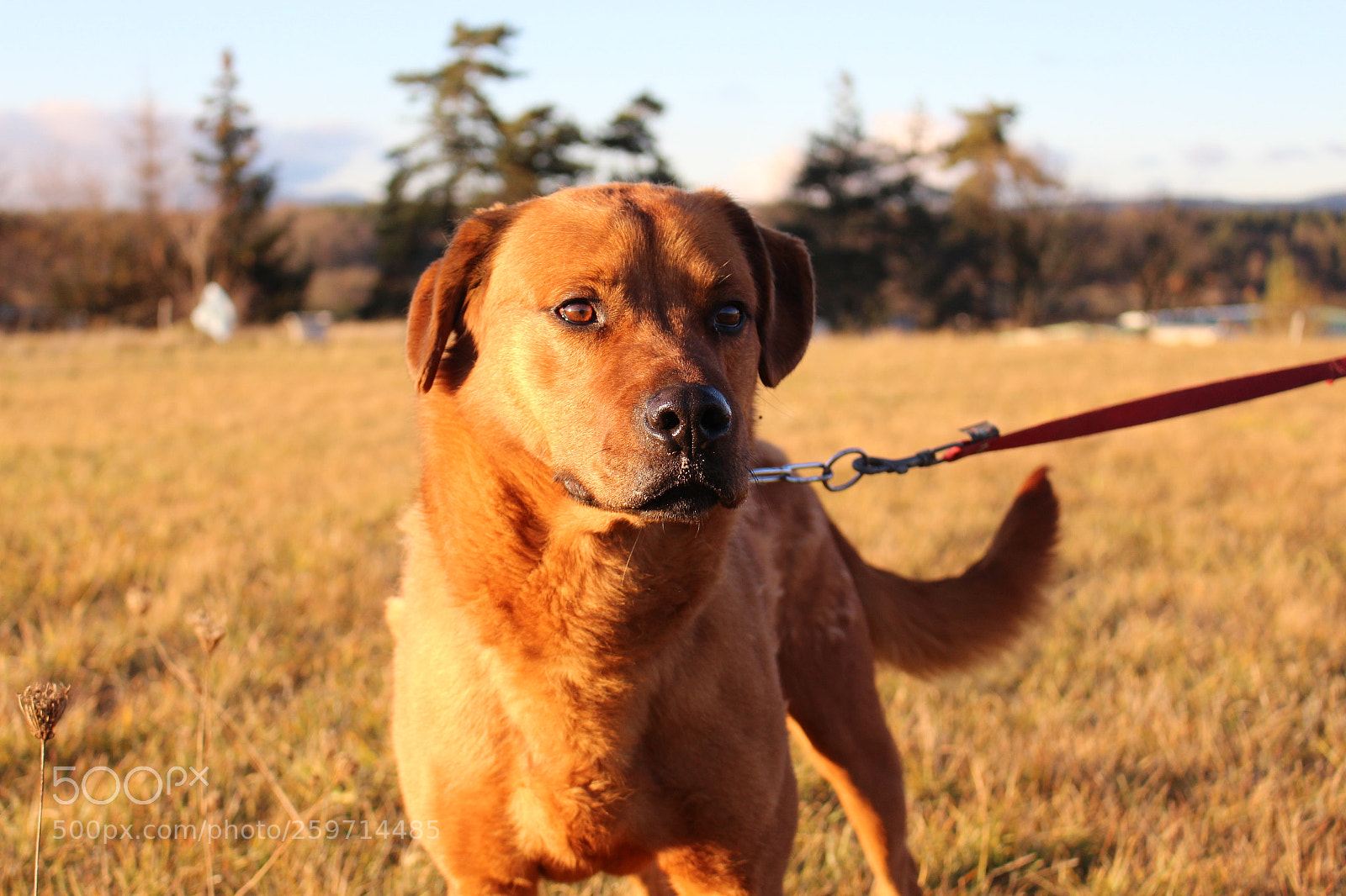 Canon EOS 700D (EOS Rebel T5i / EOS Kiss X7i) sample photo. Spa - pawrun tournage photography