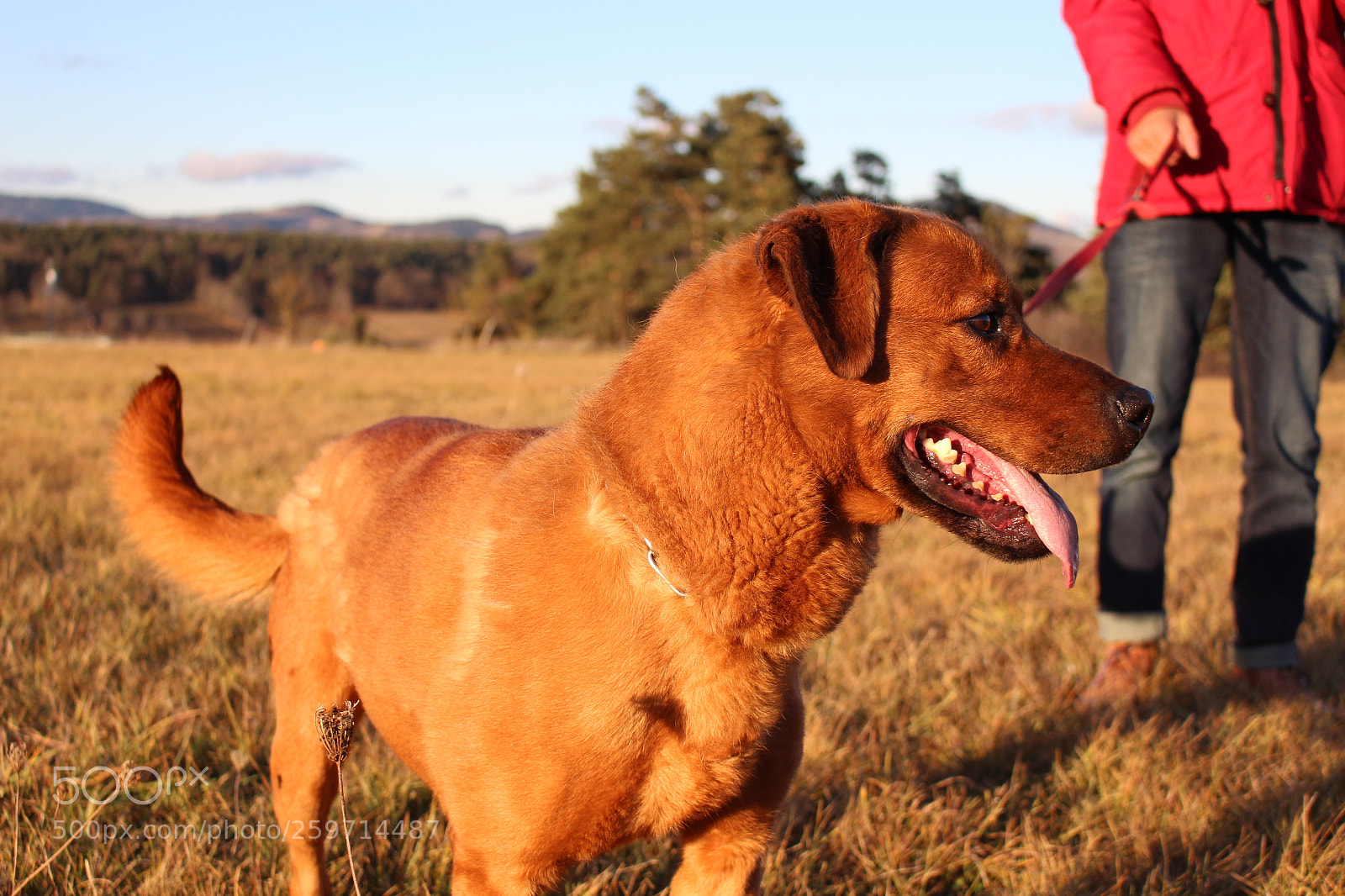 Canon EOS 700D (EOS Rebel T5i / EOS Kiss X7i) sample photo. Spa - pawrun tournage photography