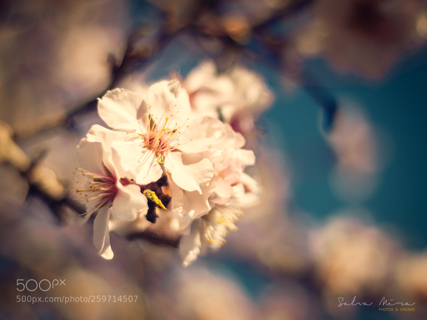 Canon EOS 50D sample photo. Flors d'ametler a l'alf photography