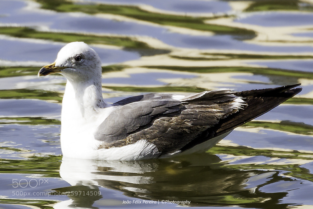 Canon EOS 100D (EOS Rebel SL1 / EOS Kiss X7) sample photo. Young seagull photography