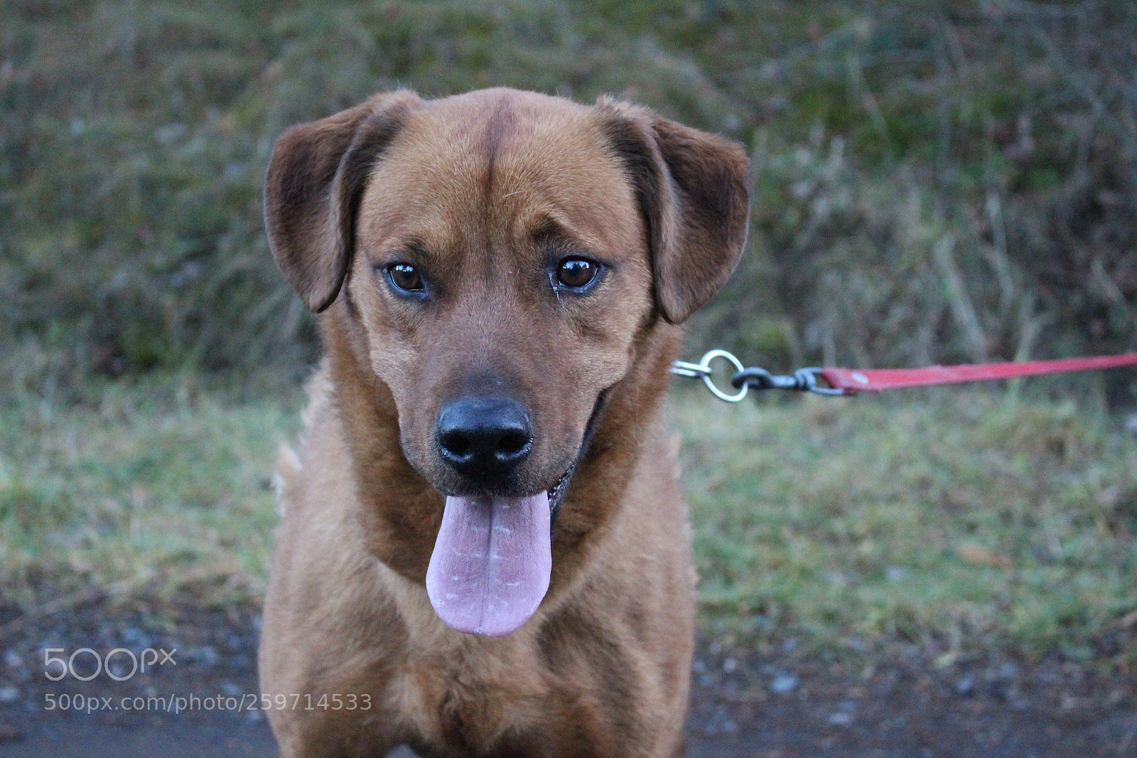 Canon EOS 700D (EOS Rebel T5i / EOS Kiss X7i) sample photo. Spa - pawrun tournage photography