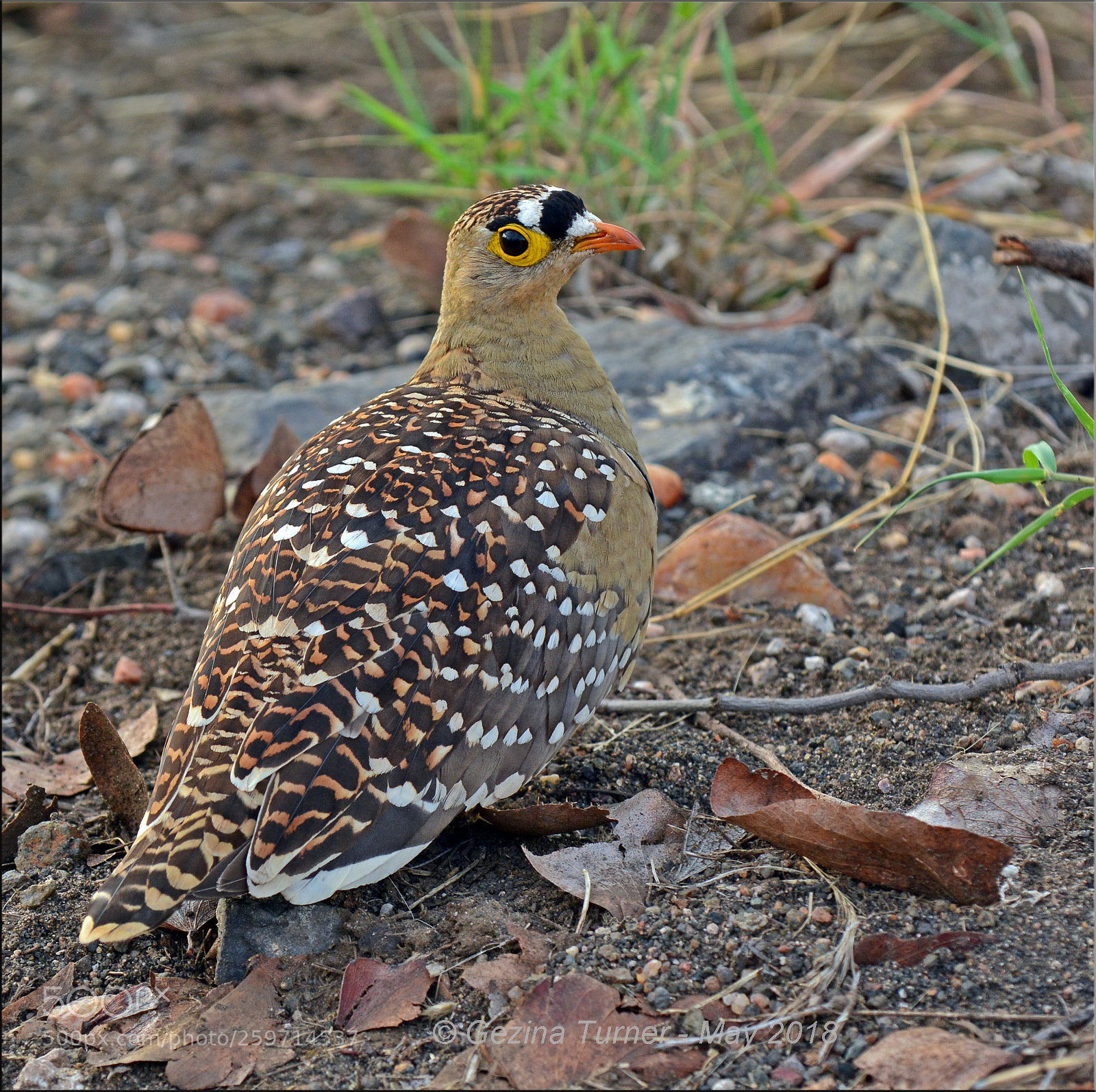 Nikon D7100 sample photo. Beautifully designed photography