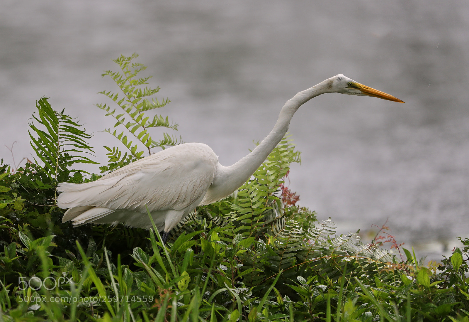 Canon EOS-1D X Mark II sample photo. 05-27-18-0020014.jpg photography