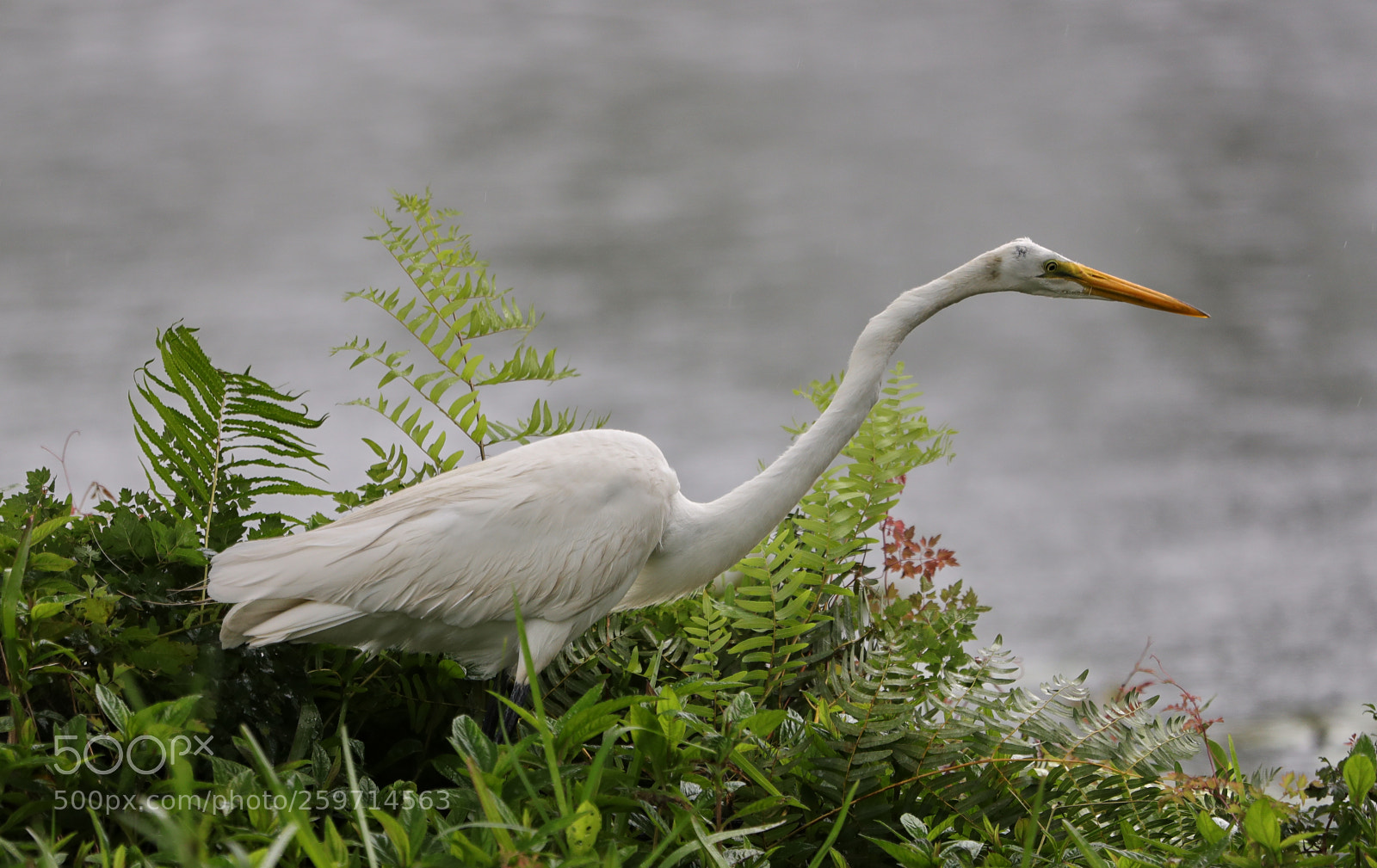 Canon EOS-1D X Mark II sample photo. 05-27-18-0020015.jpg photography