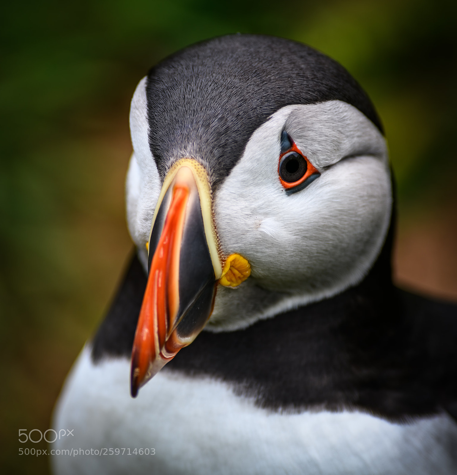 Nikon D850 sample photo. Puffin portrait photography