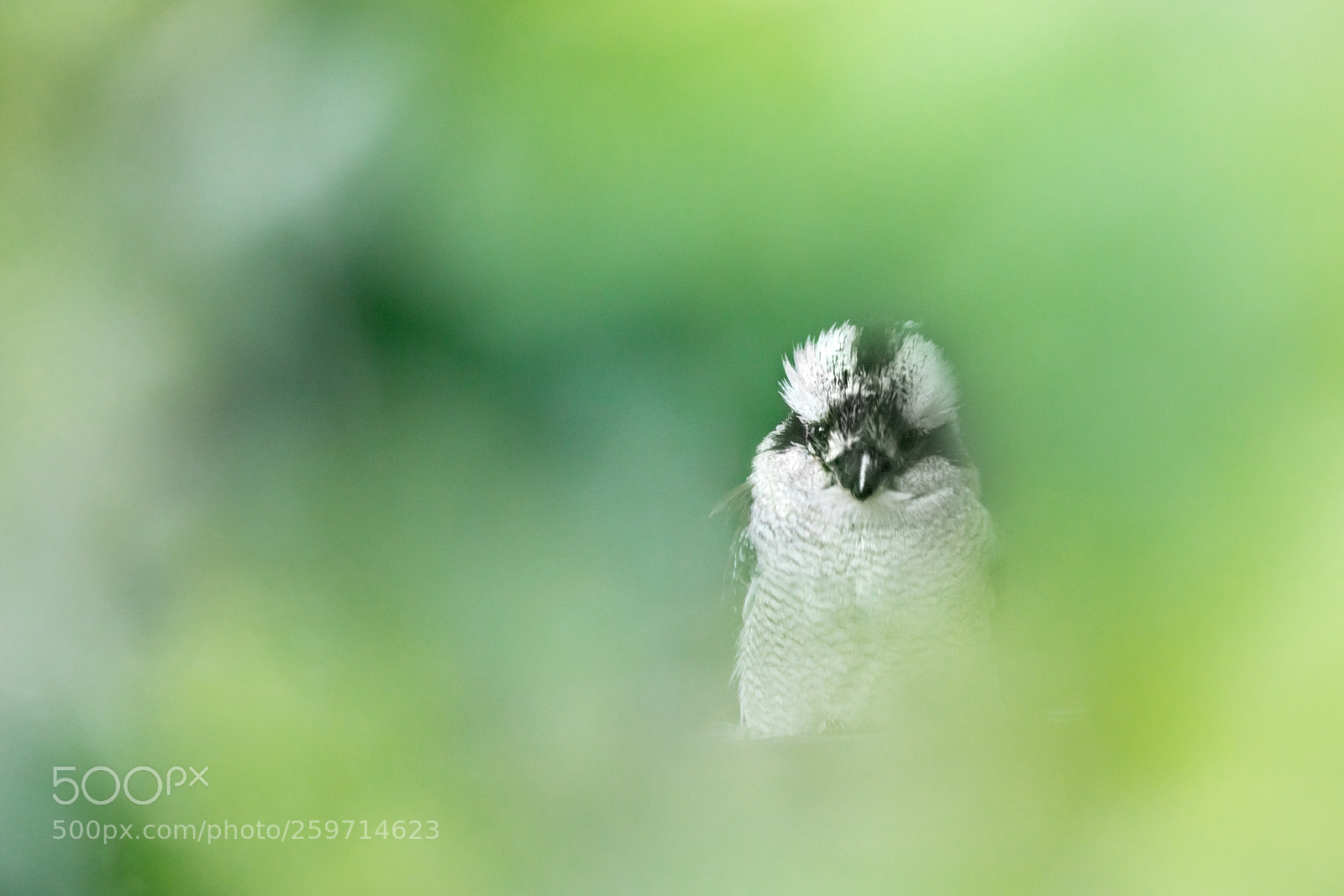 Canon EOS 5D Mark IV sample photo. Kookaburra photography