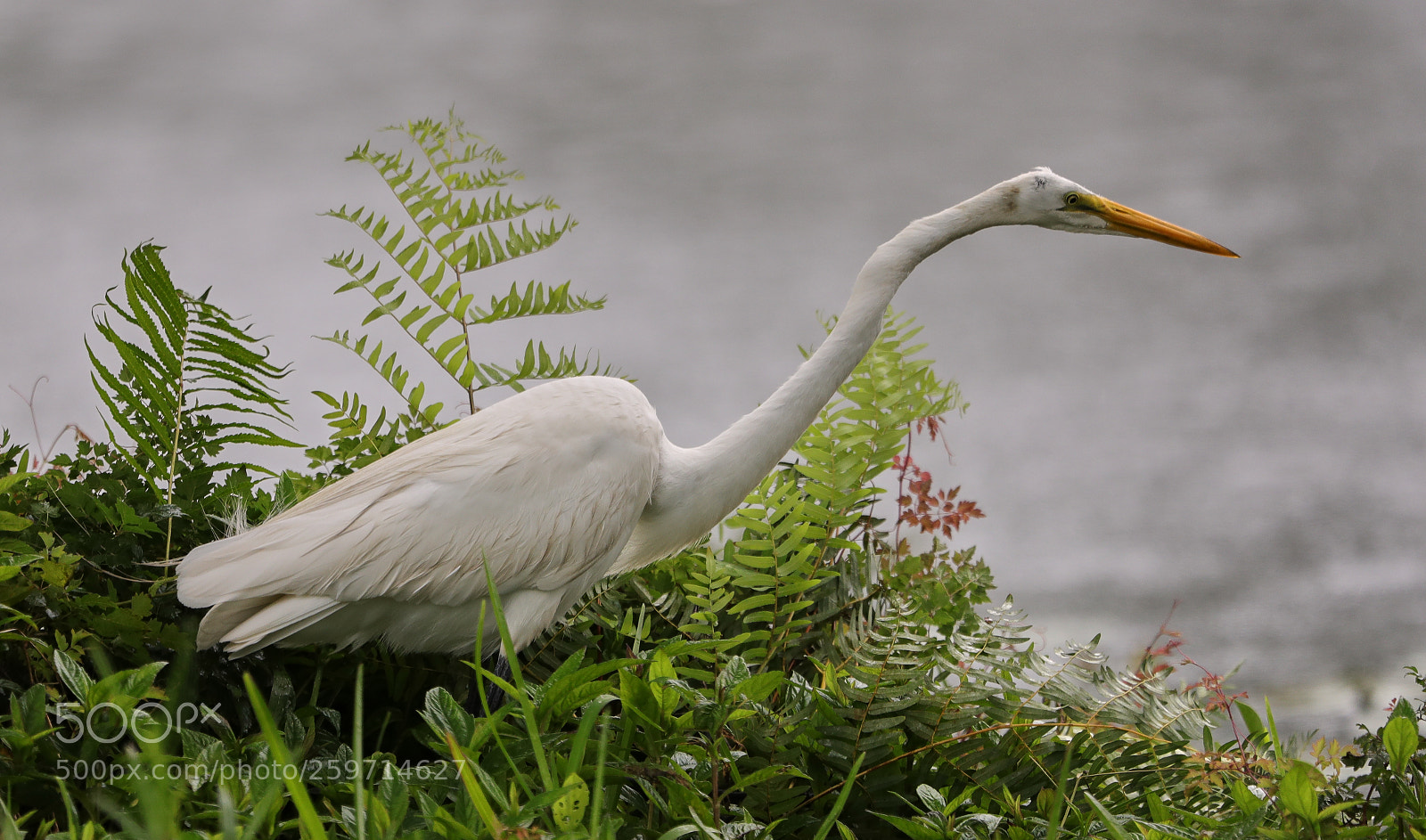Canon EOS-1D X Mark II sample photo. 05-27-18-0020013.jpg photography