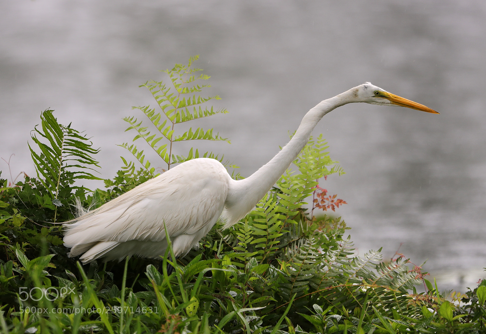 Canon EOS-1D X Mark II sample photo. 05-27-18-0020010.jpg photography