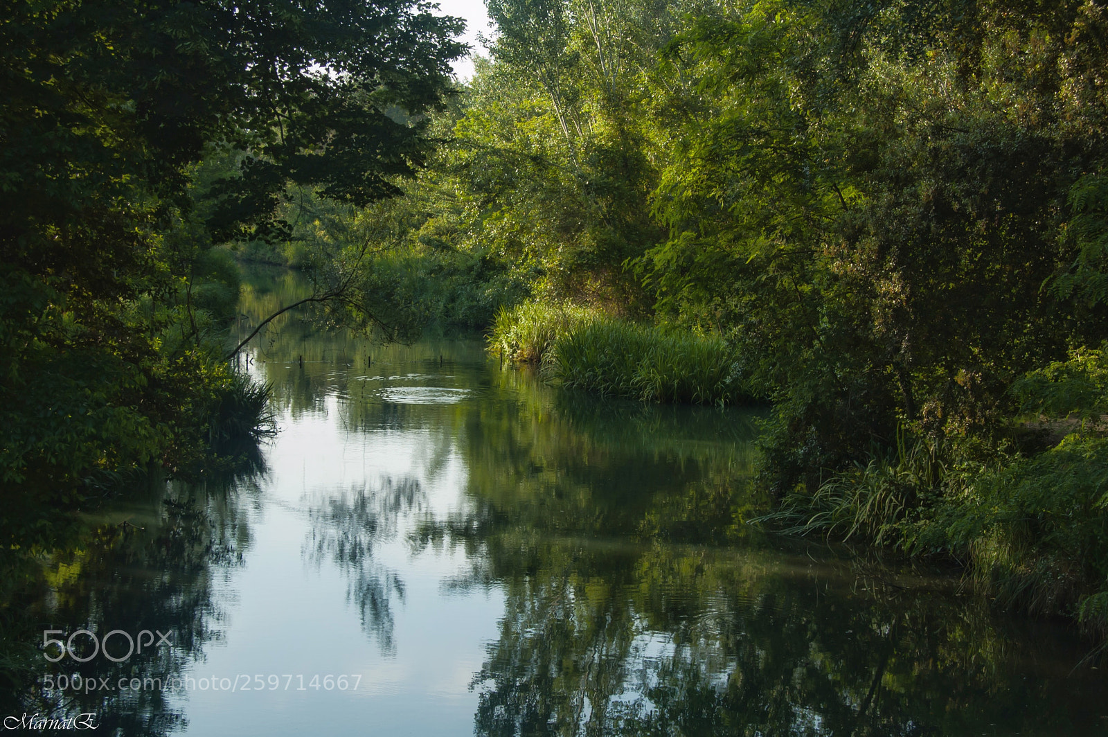 Nikon D50 sample photo. E intorno...il verde. photography