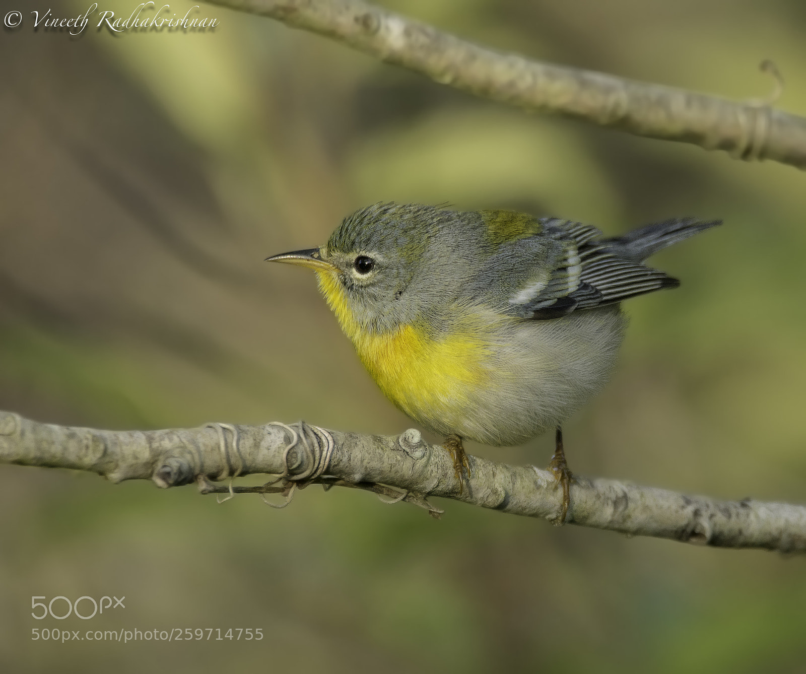 Nikon D7100 sample photo. Northern parula photography