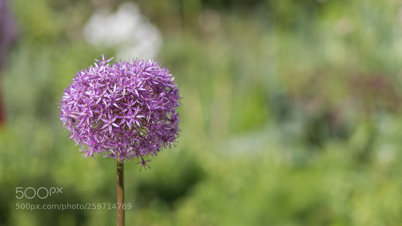 Canon EOS 5D Mark IV sample photo. Flower photography