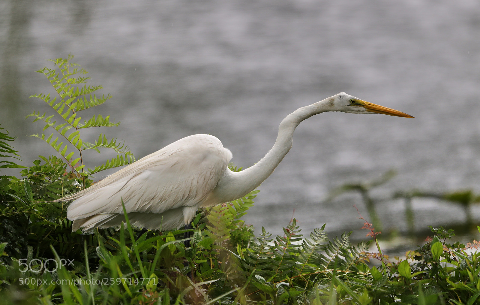 Canon EOS-1D X Mark II sample photo. 05-27-18-0020007.jpg photography