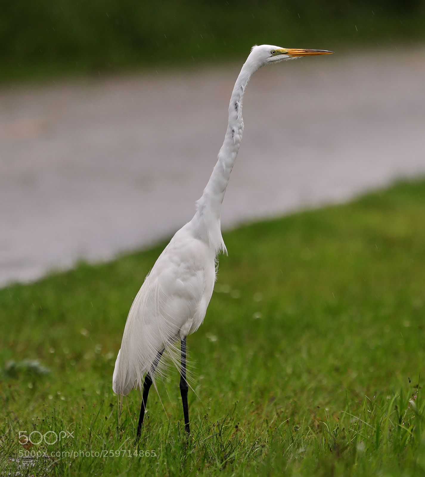 Canon EOS-1D X Mark II sample photo. 05-27-18-0019994.jpg photography
