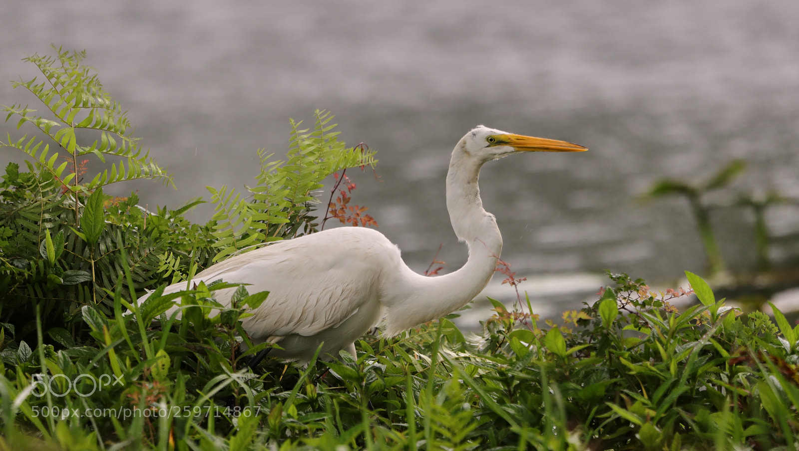 Canon EOS-1D X Mark II sample photo. 05-27-18-0020003.jpg photography