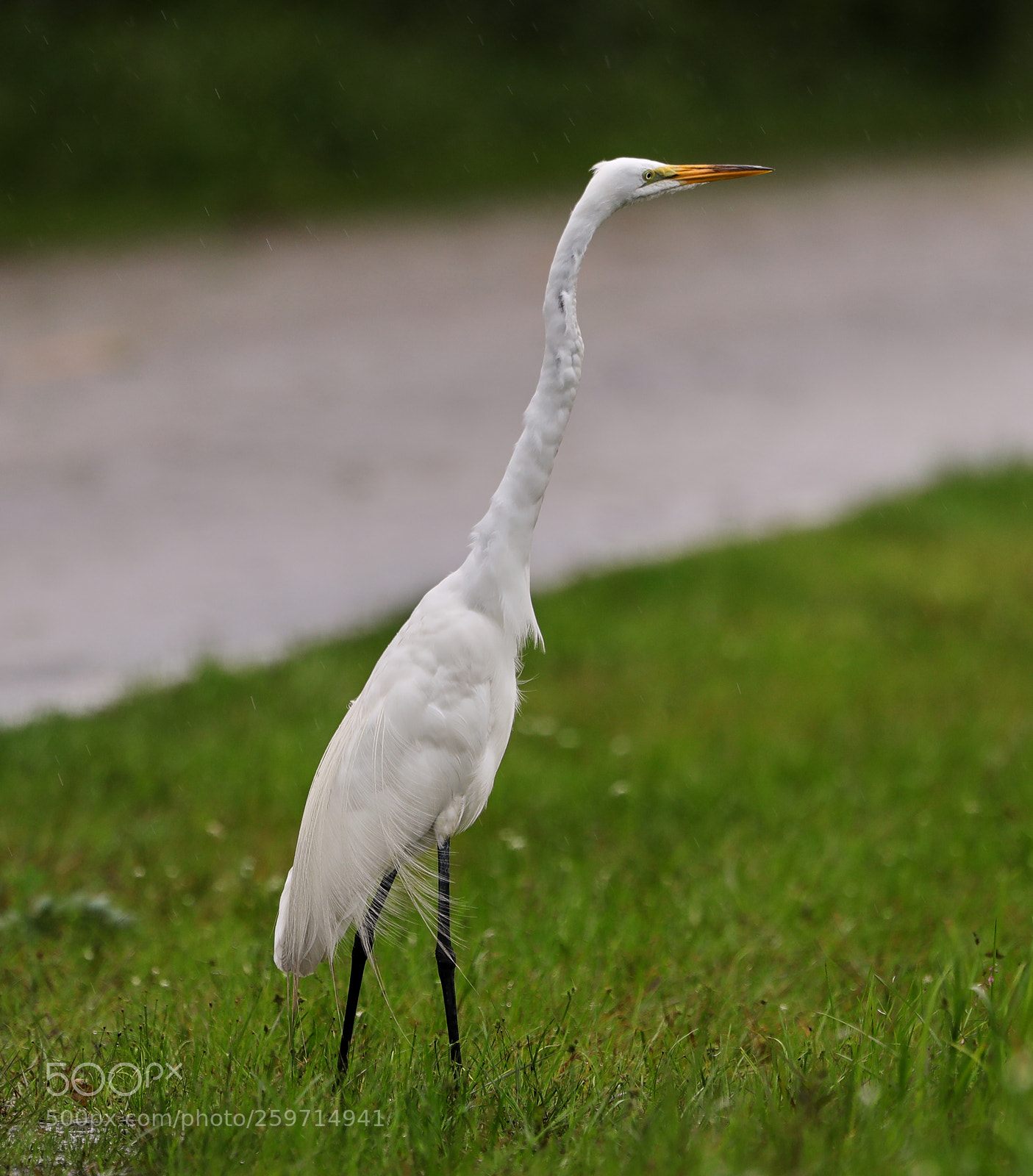 Canon EOS-1D X Mark II sample photo. 05-27-18-0019993.jpg photography