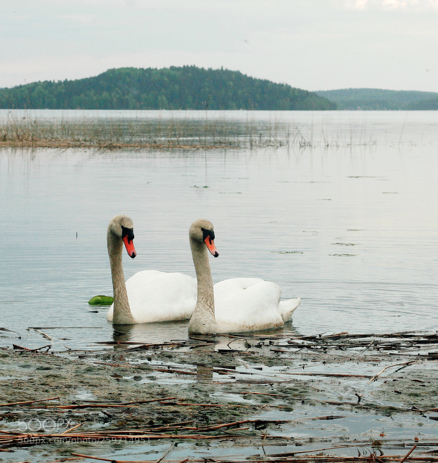 Canon EOS 30D sample photo. Swans photography