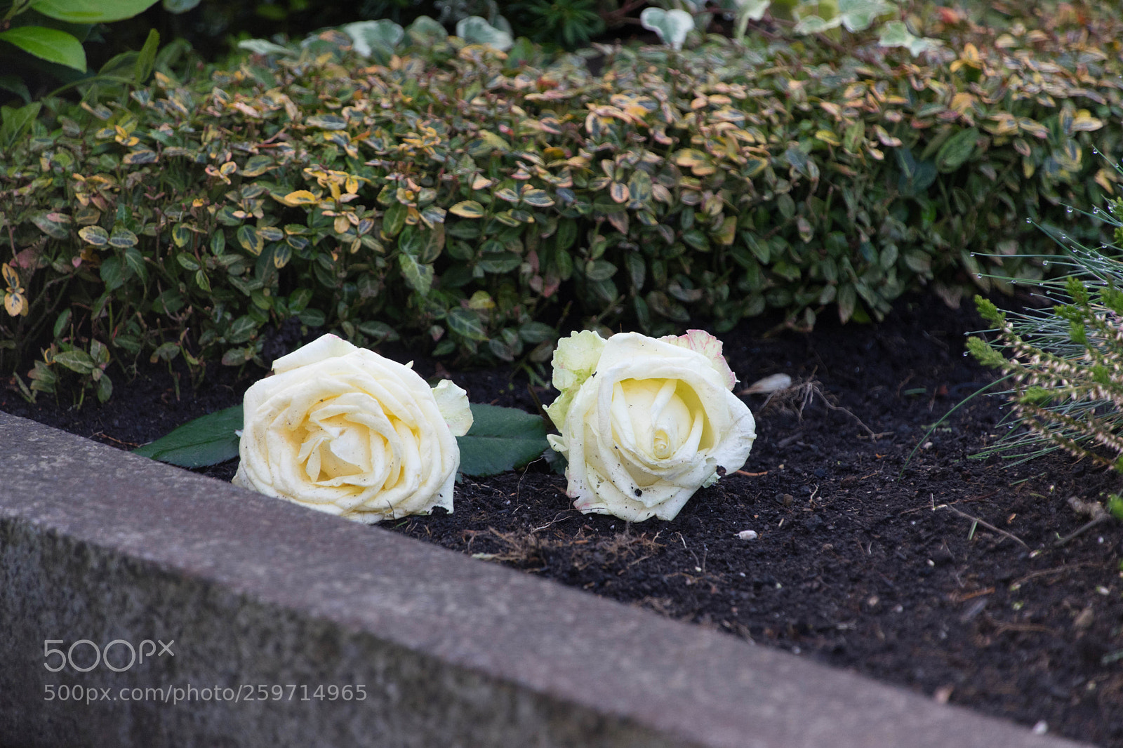 Sony a7 II sample photo. Two roses photography