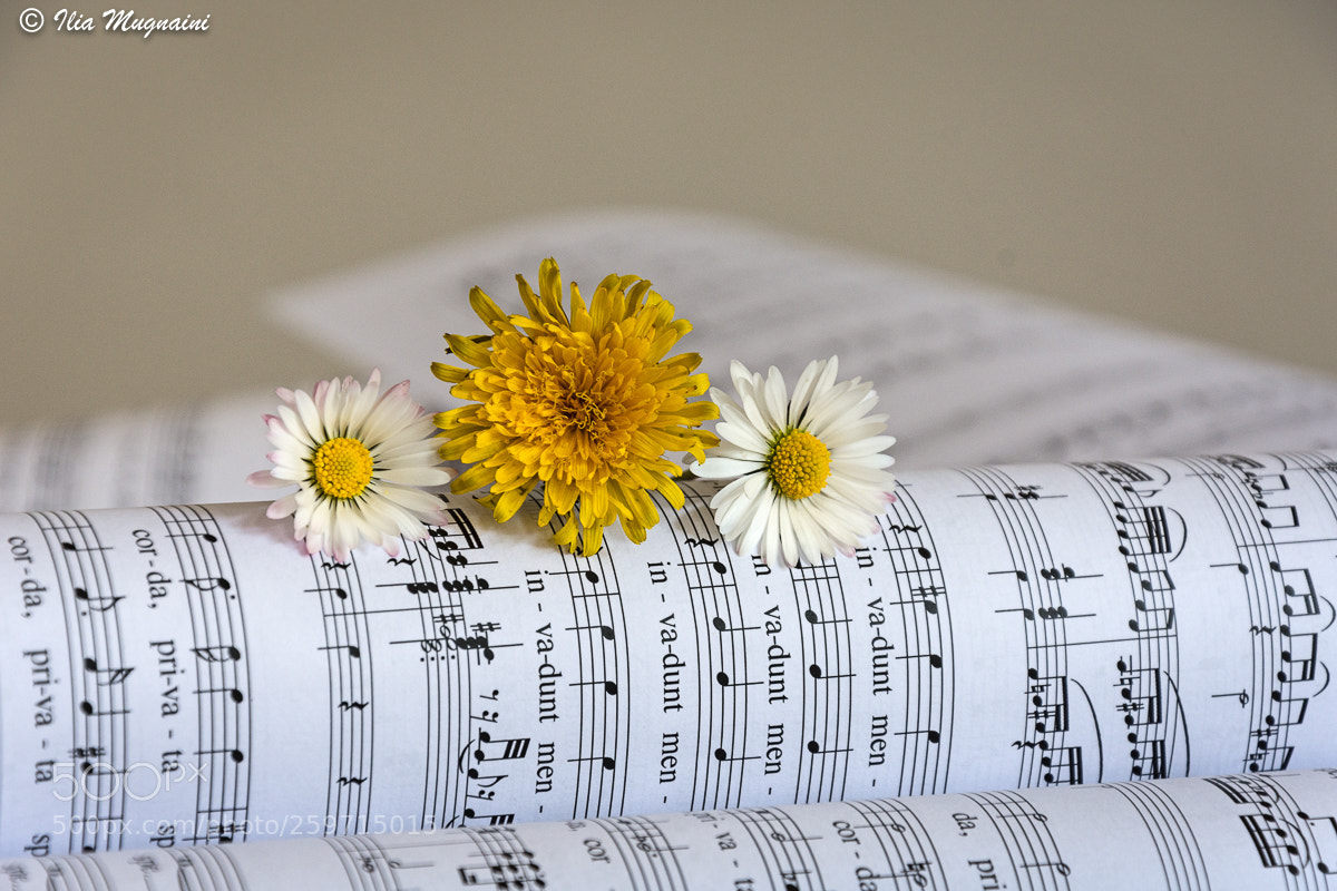 Nikon D7200 sample photo. Musical spring photography