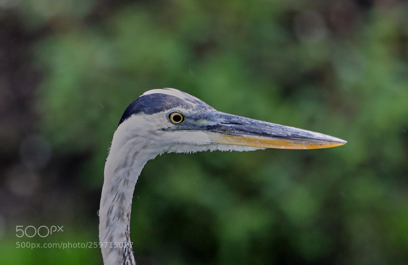 Canon EOS-1D X Mark II sample photo. 05-27-18-0020092.jpg photography