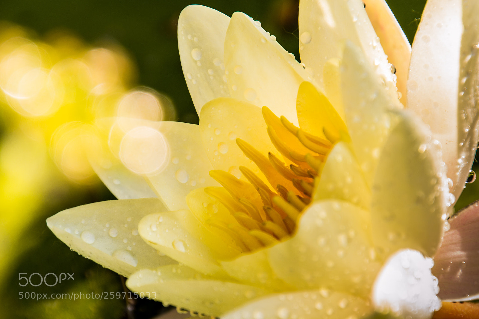 Nikon D3100 sample photo. In spot photography