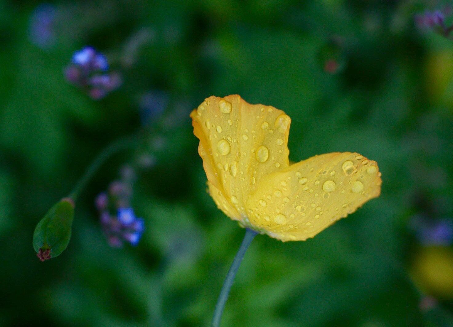 Canon EOS M50 (EOS Kiss M) sample photo. Yellow poppy photography