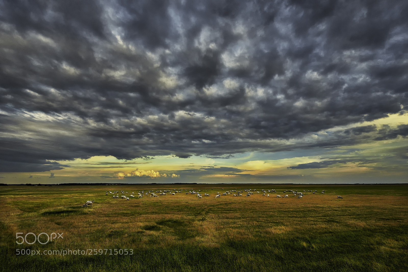 Nikon D7200 sample photo. Plain and the herd photography