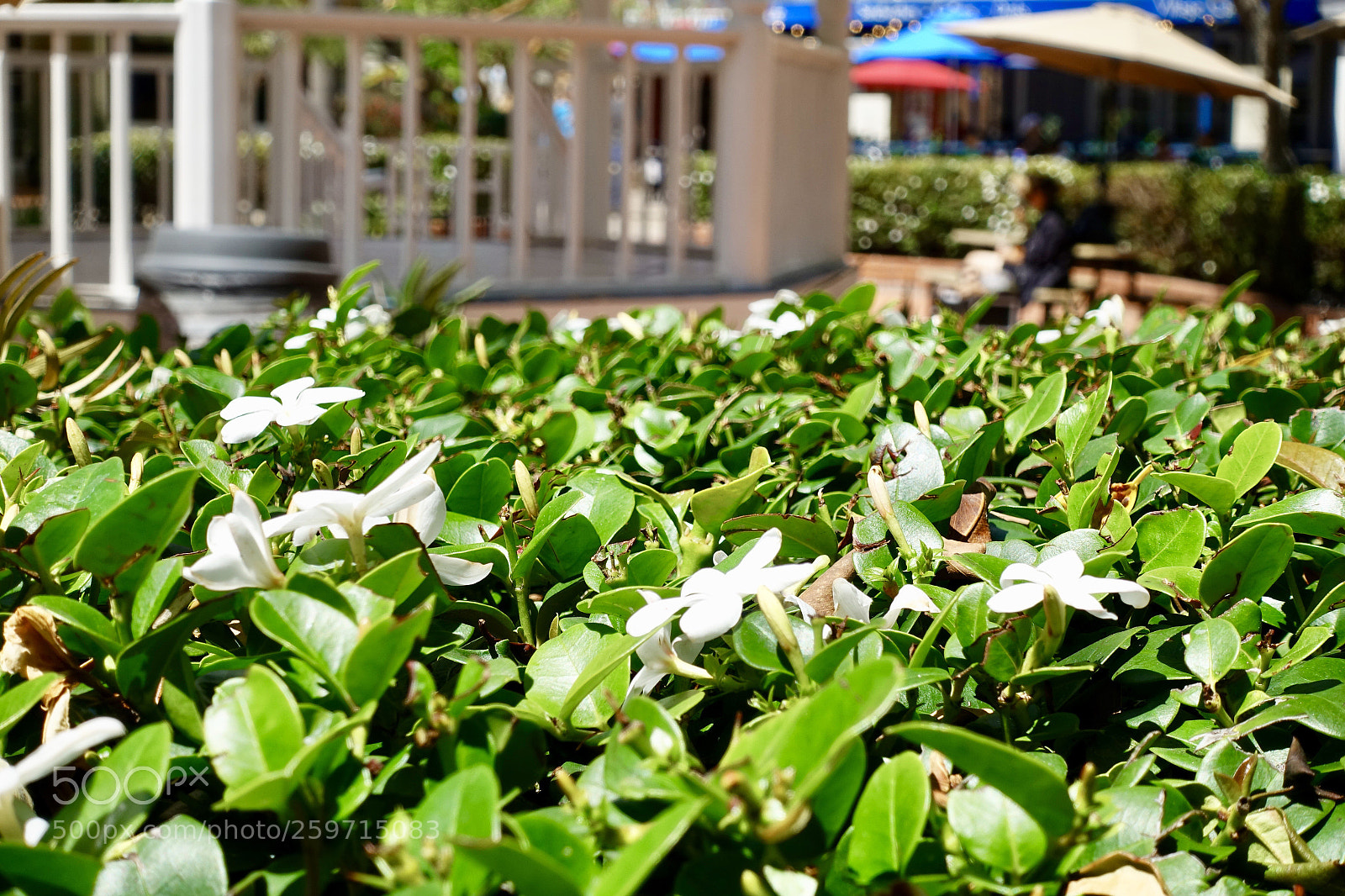 Sony DSC-RX100M5 sample photo. Untitled photography