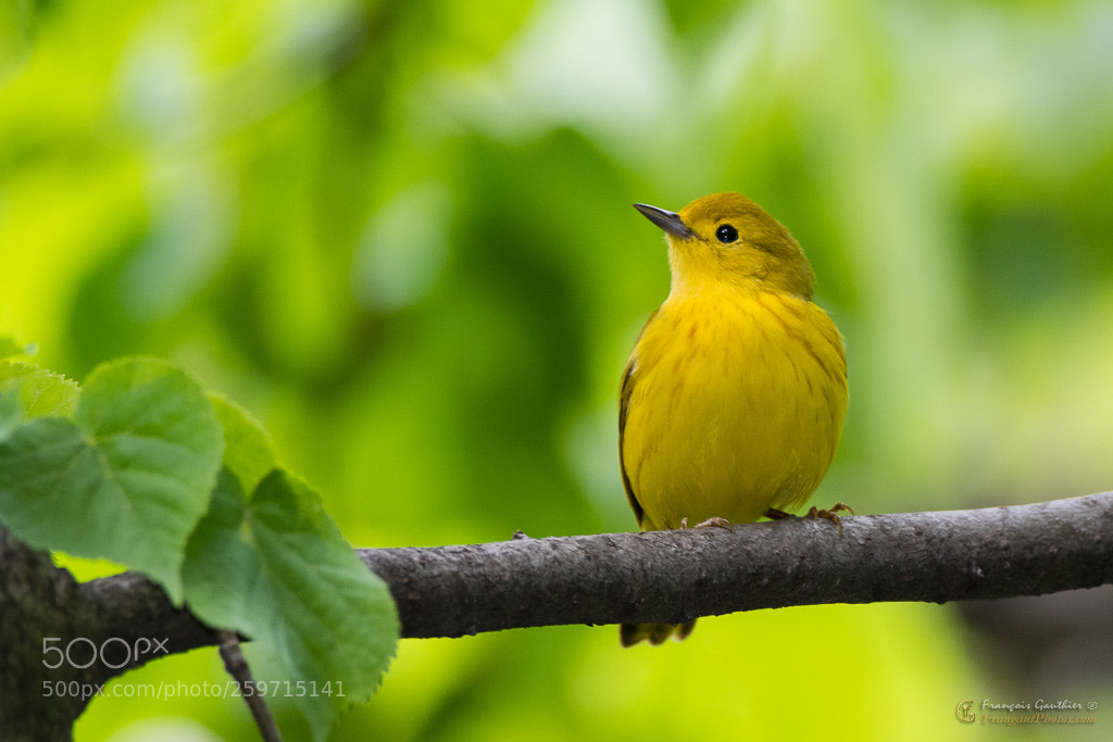 Nikon D500 sample photo. Paruline jaune photography