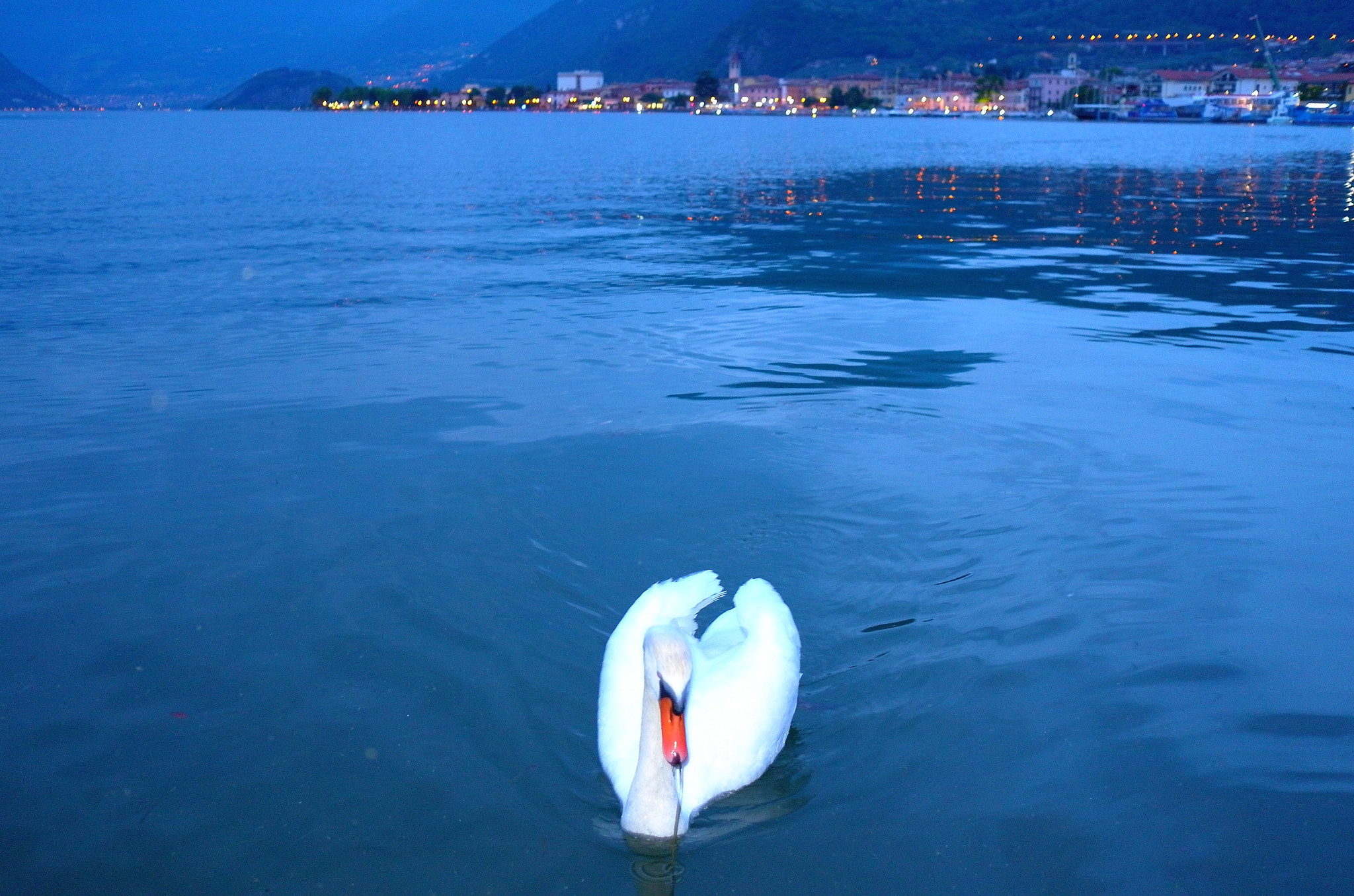 Leica X-E (TYP 102) sample photo. The swan in the night photography