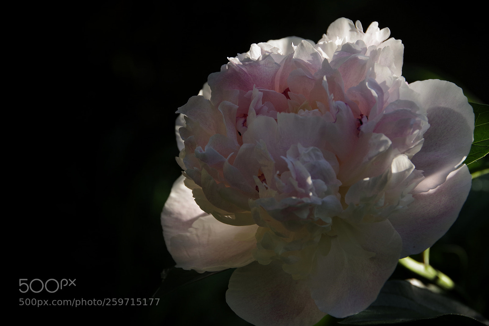 Pentax K-70 sample photo. Peony photography