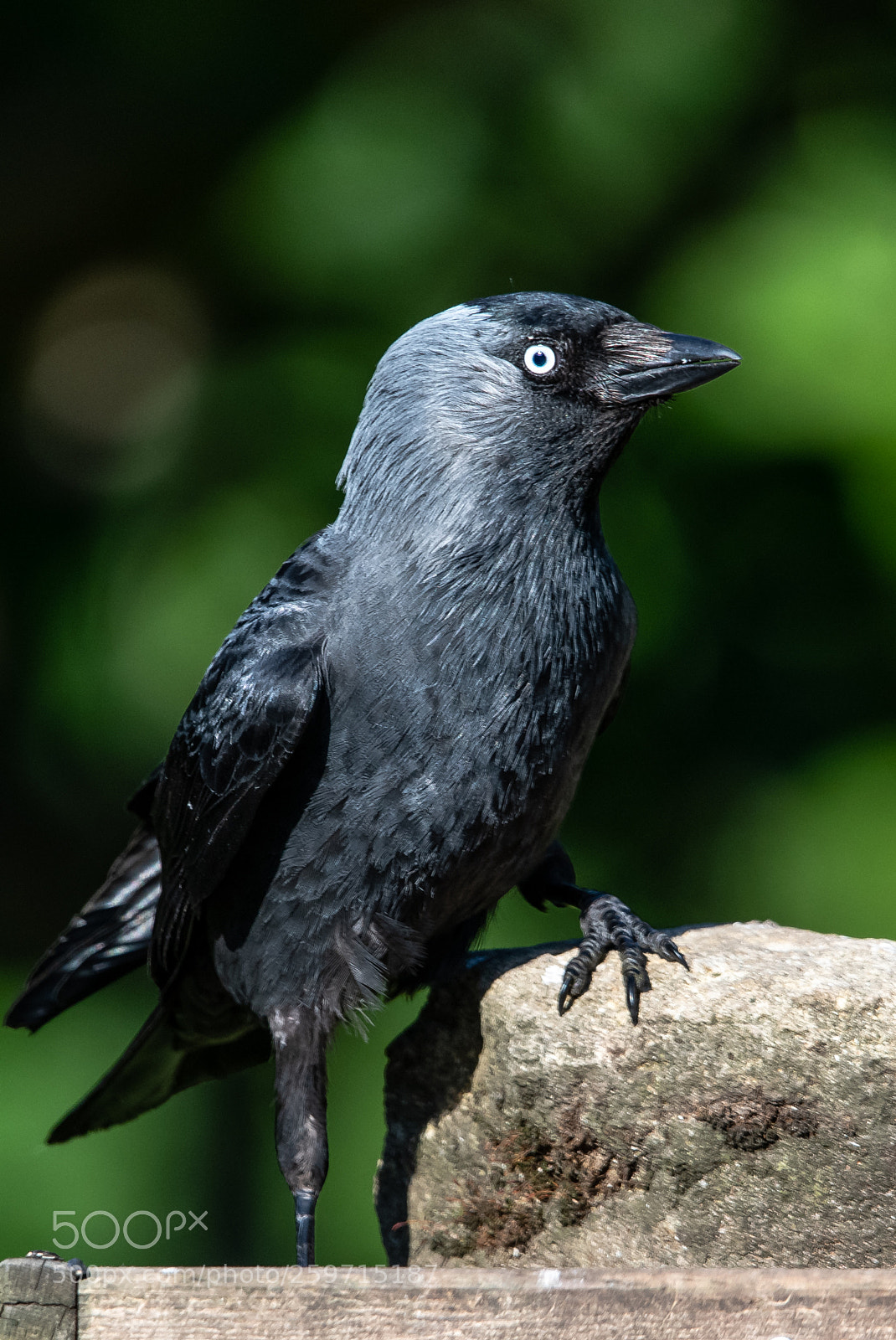 Nikon D850 sample photo. Casual jackdaw photography
