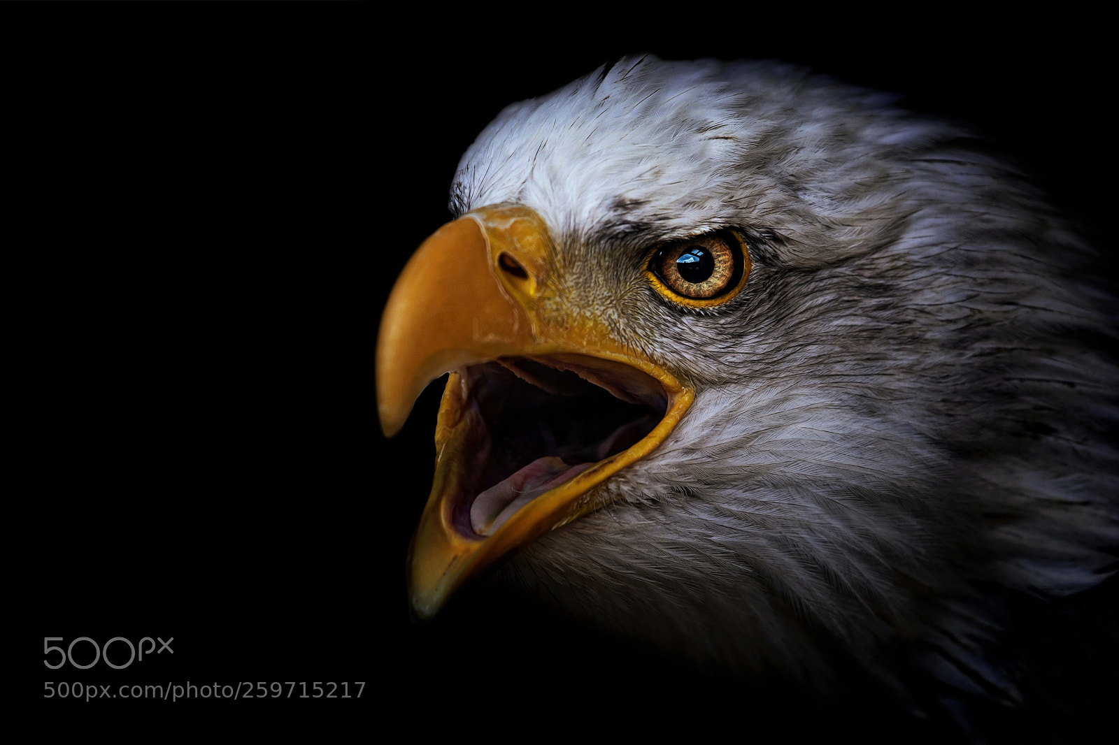 Nikon D7100 sample photo. Bald eagle photography