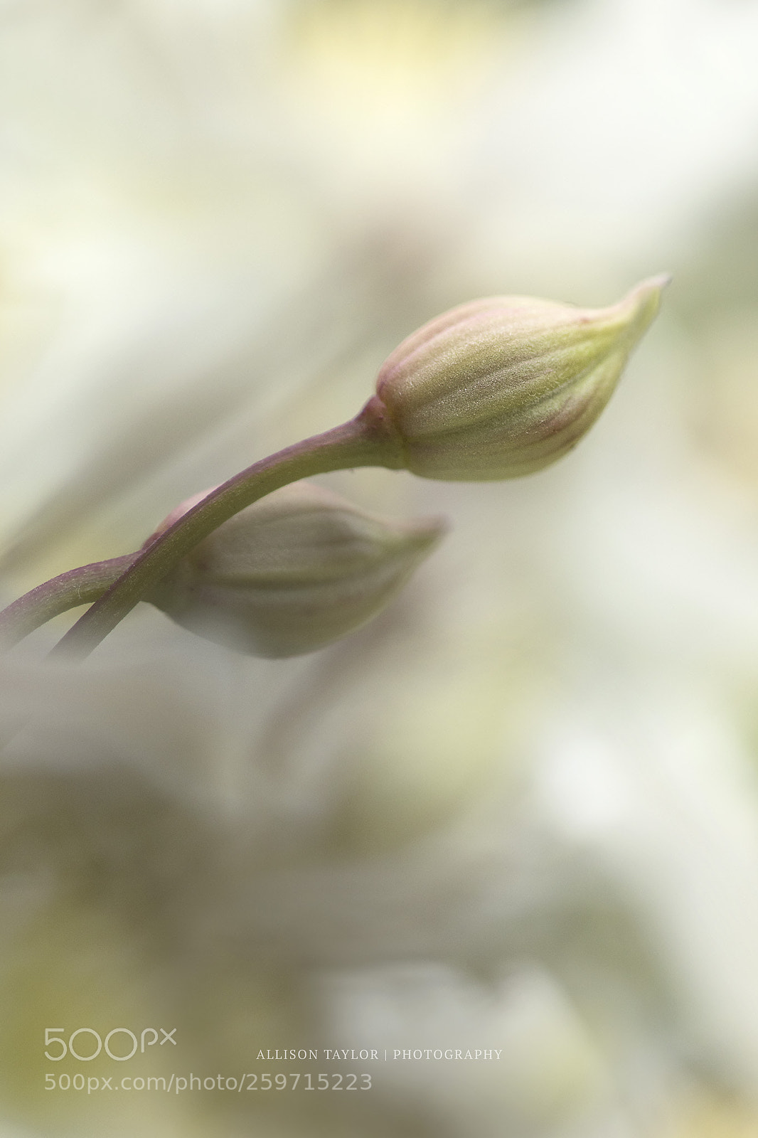 Canon EOS 7D Mark II sample photo. Here we go again photography