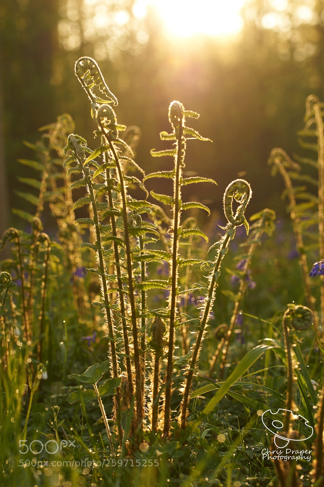 Sony ILCA-77M2 sample photo. Forest ferns photography