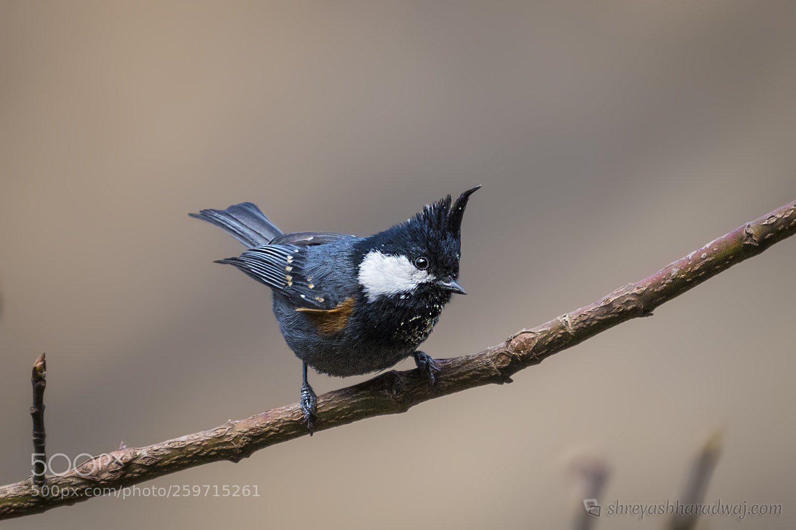 Nikon D500 sample photo. Black-crested tit photography
