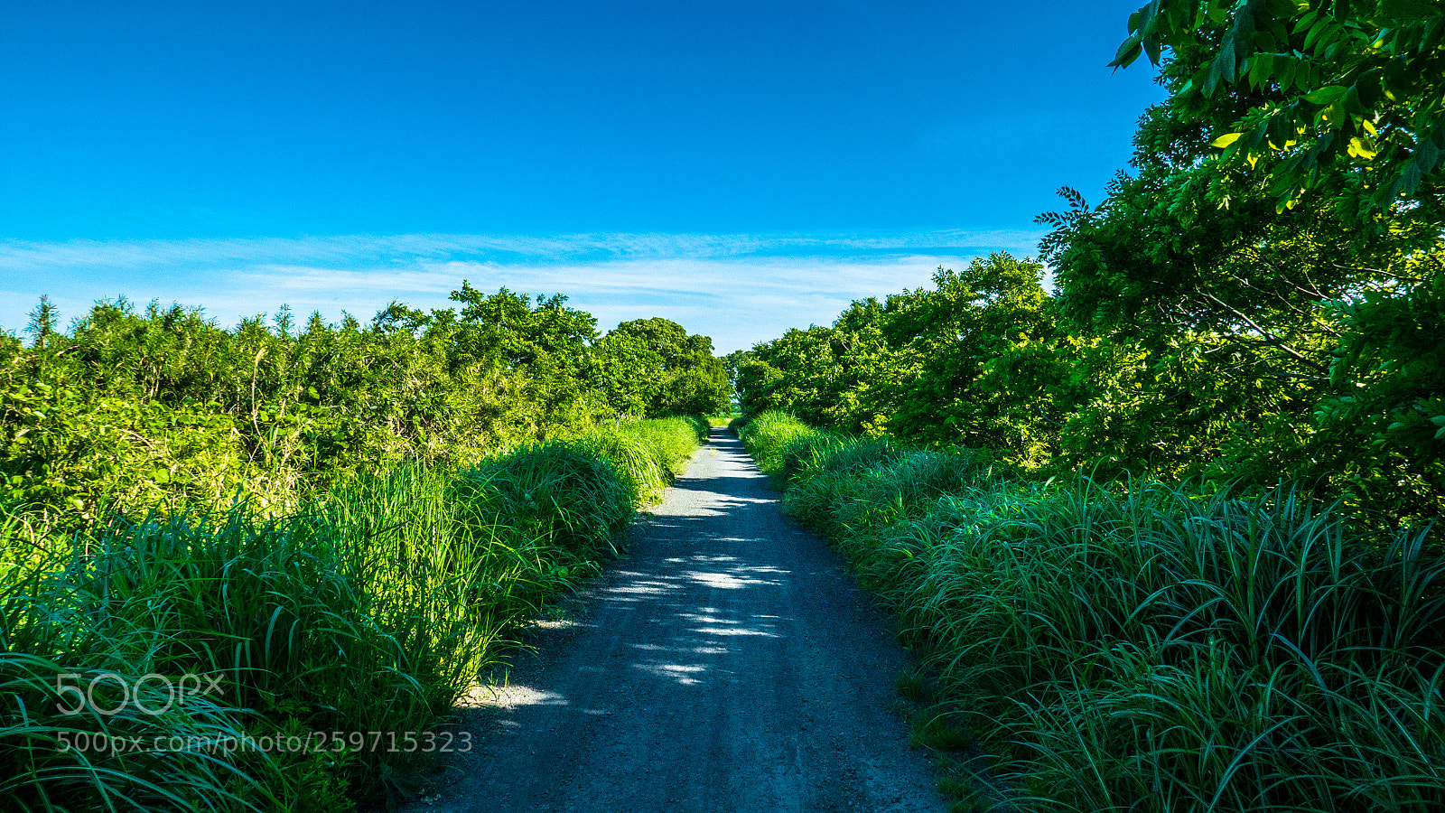 Panasonic Lumix DMC-LX100 sample photo. Summer path photography