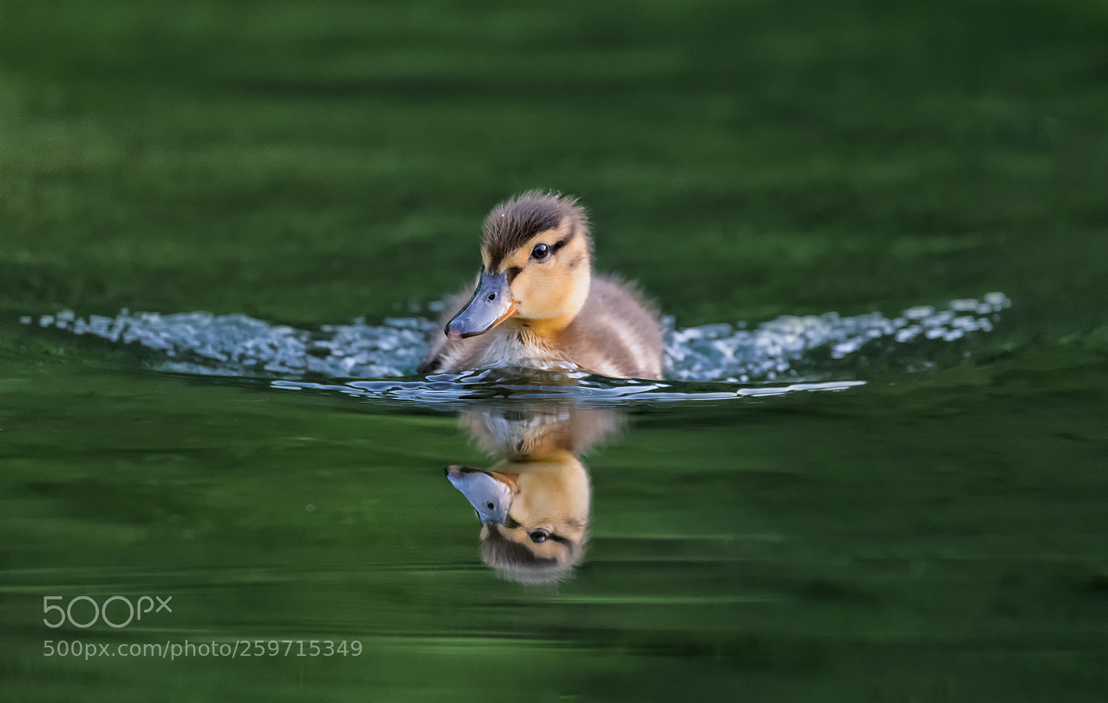 Nikon D850 sample photo. Duck baby photography