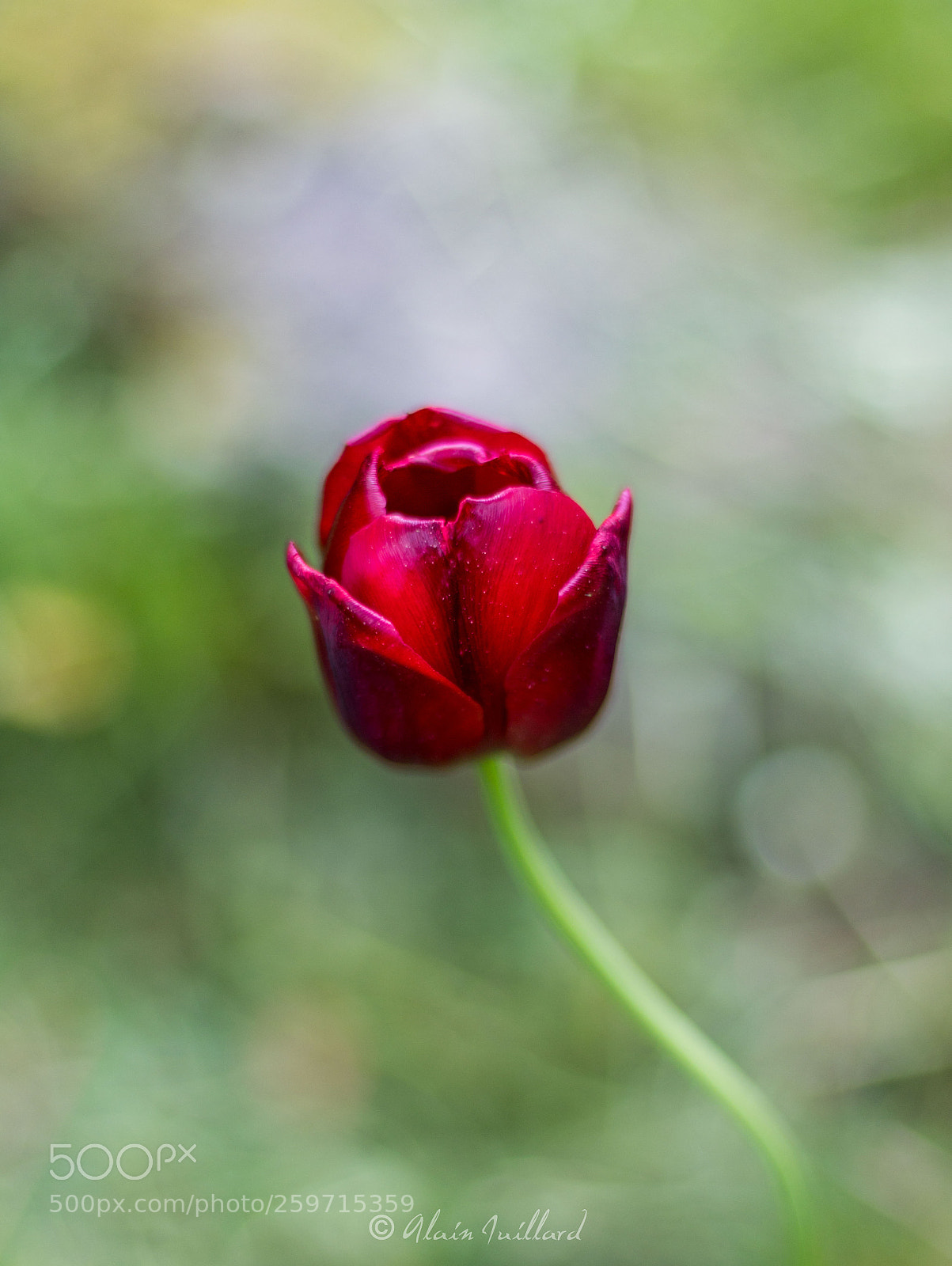 Canon EOS 6D Mark II sample photo. Tulipe photography