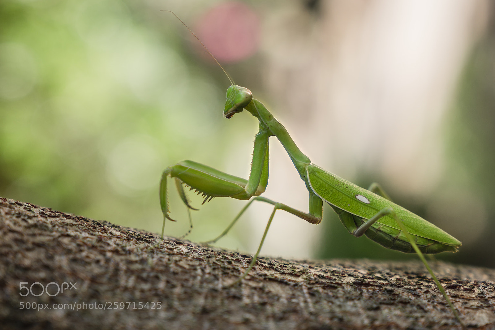 Sony a7R II sample photo. Mantis photography
