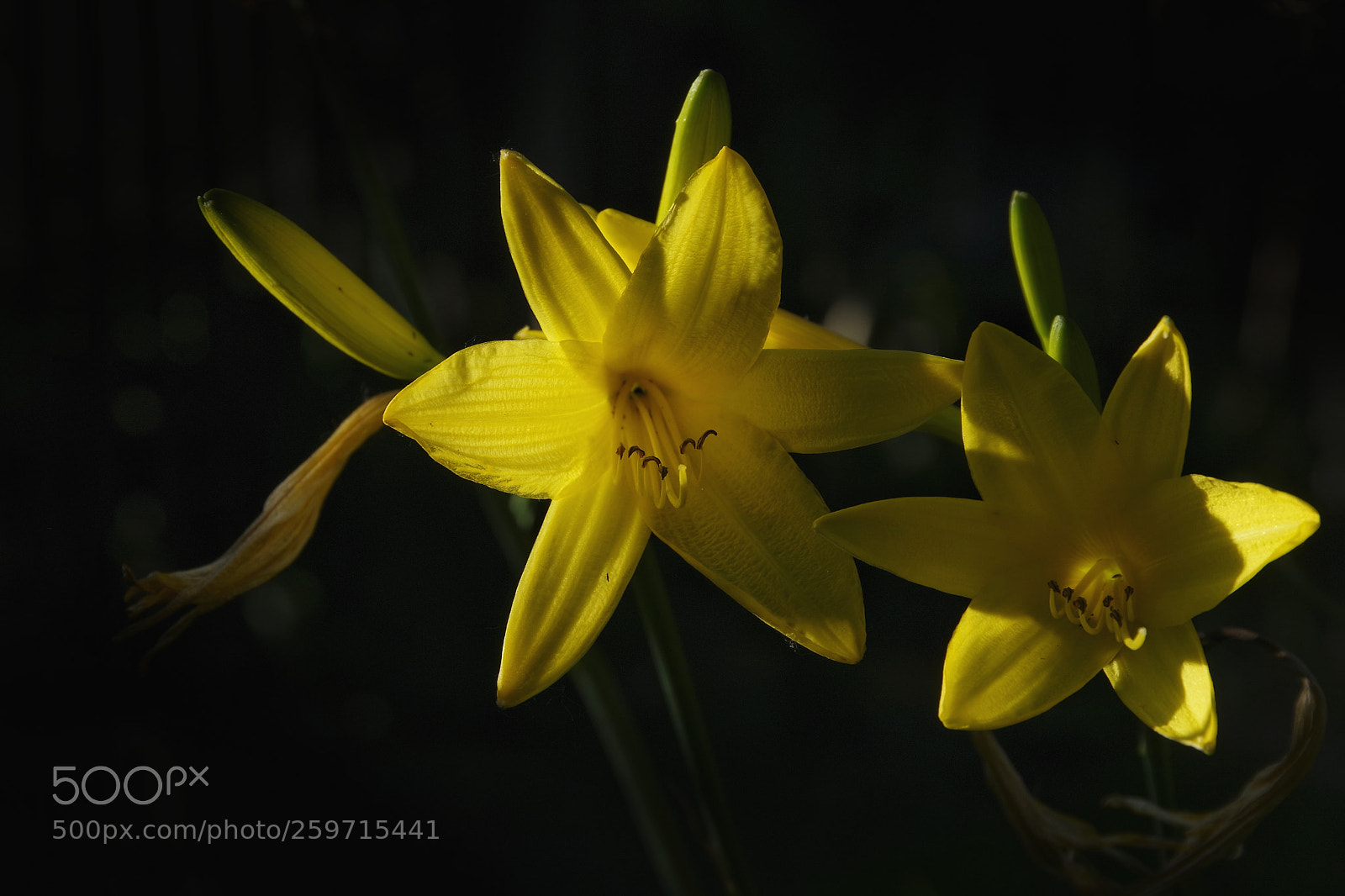 Pentax K-70 sample photo. Lily photography