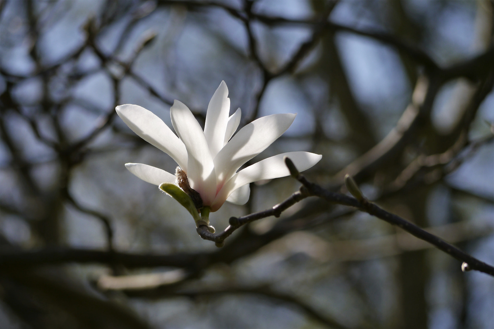 Panasonic Lumix DMC-G5 sample photo. Magnolia photography