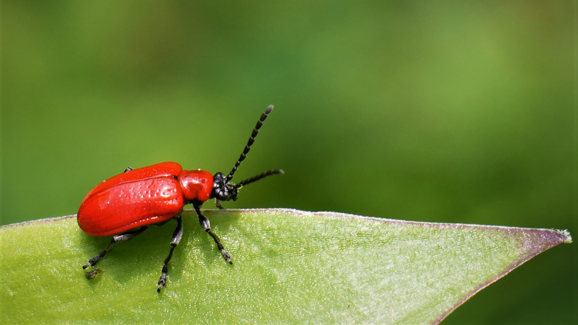 Panasonic DMC-G81 sample photo. Lily leaf beetle / lilienhähnchen photography